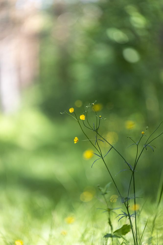 Photograph by Sergei Komlev