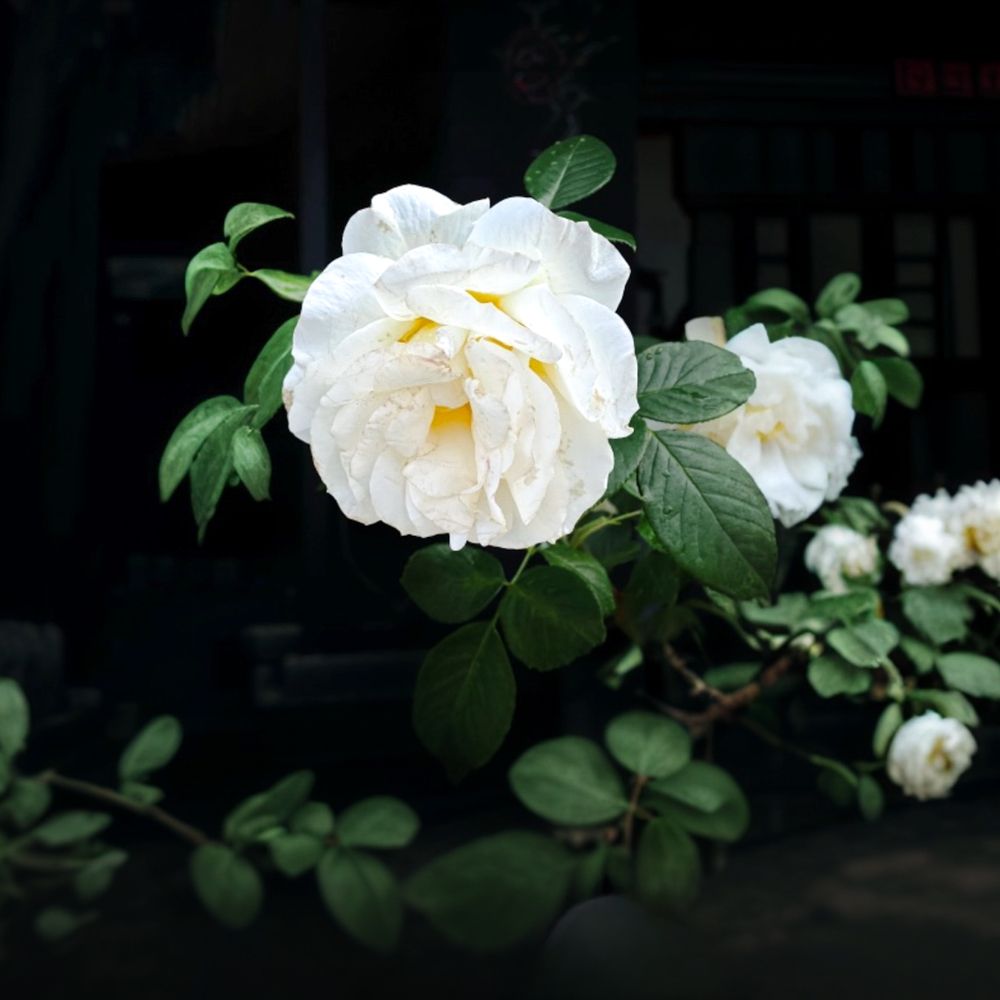 Photograph by Tatiana Grinko