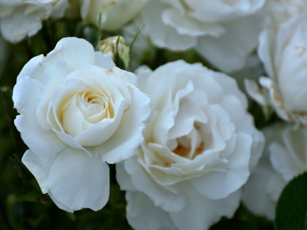 Photograph by Наталья Вялых