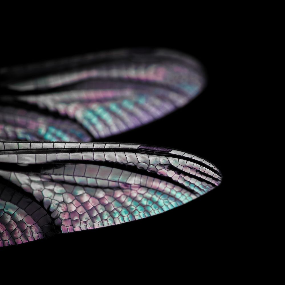 Photograph by Efraïm Baaijens