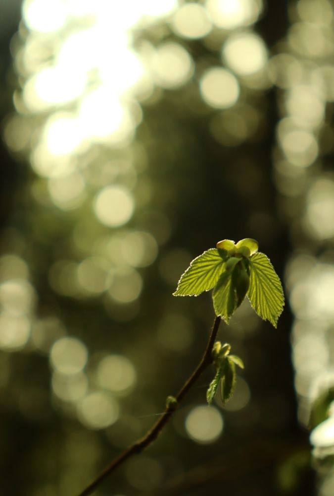 Photograph by Анастасия Селява