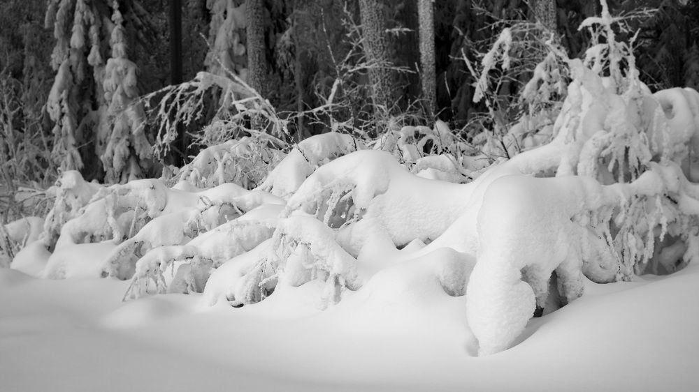 Photograph by Александр Ермаков