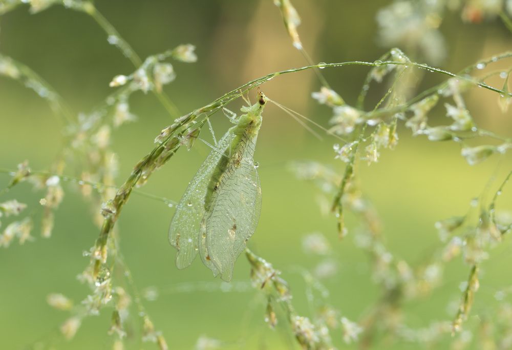 Фотография автора Бонина Ольга