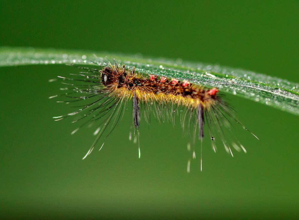 Photograph by Valdir Hobus