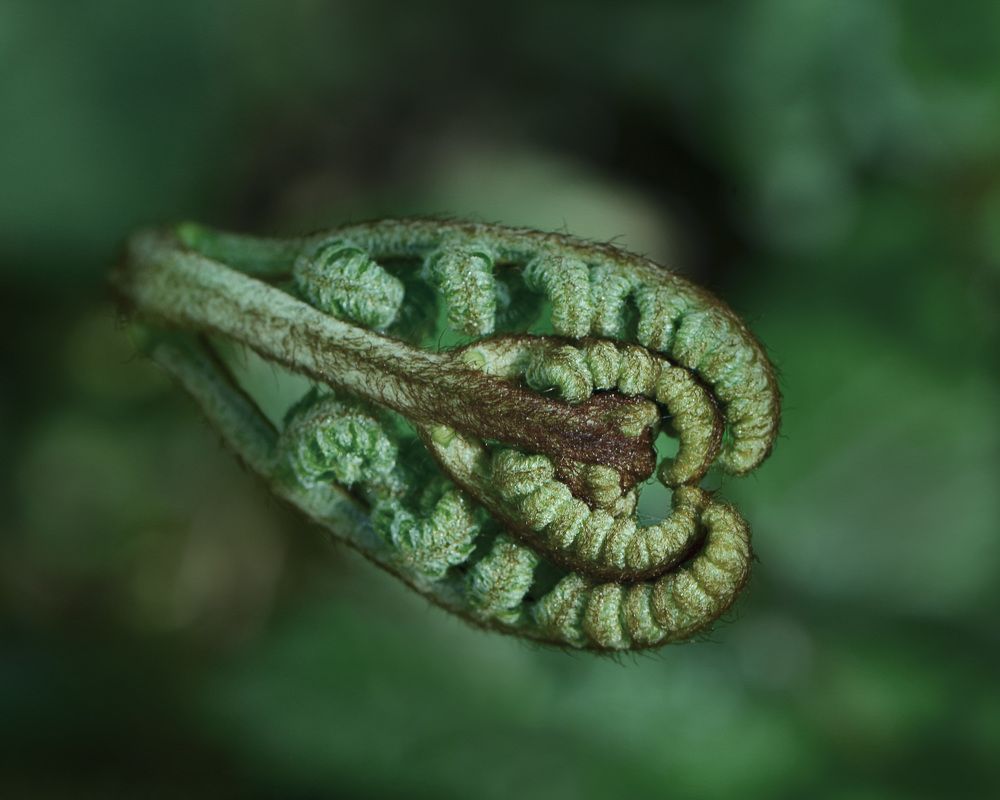 Photograph by LYUDMYLA POKRYSHEN