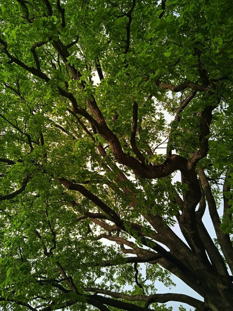 Photograph by Mila Vshivkova