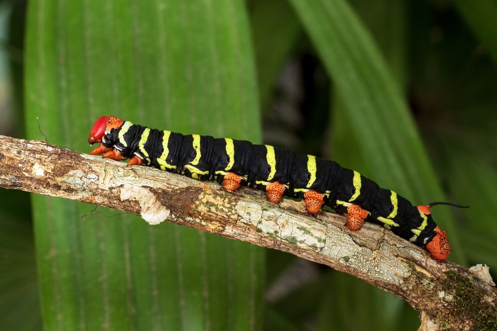 Photograph by Valdir Hobus