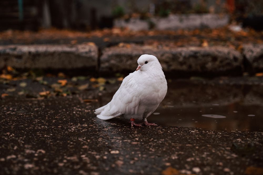 Фотография автора Дарина Фельдман