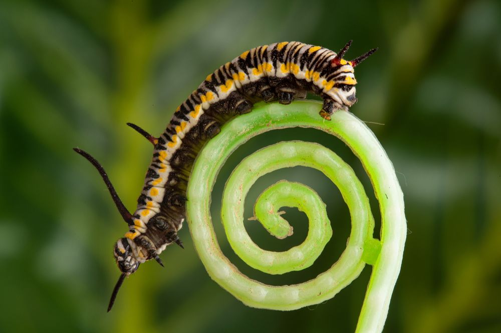 Photograph by Hocine Ferhat