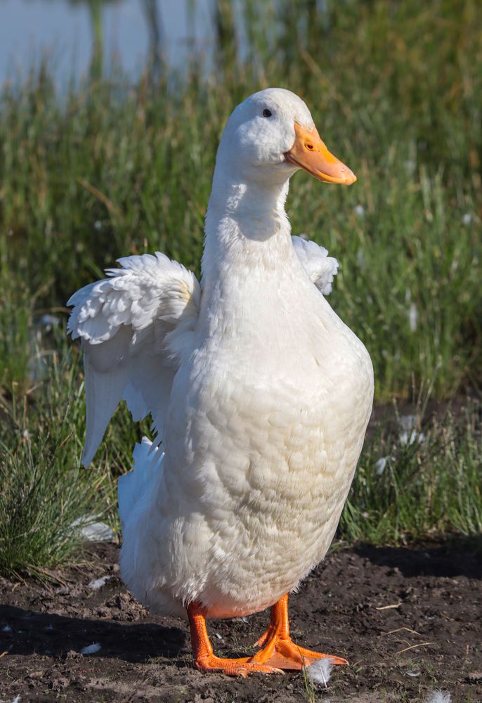 Photograph by Елена Рудкевич