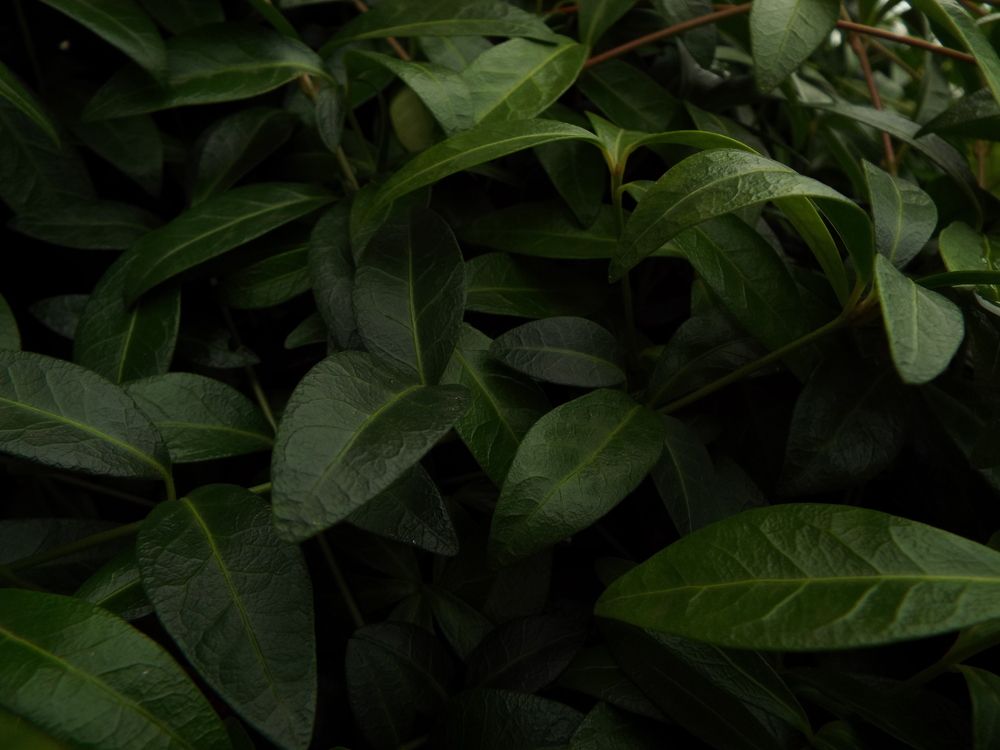 Фотография автора Анастасия Шафоростова