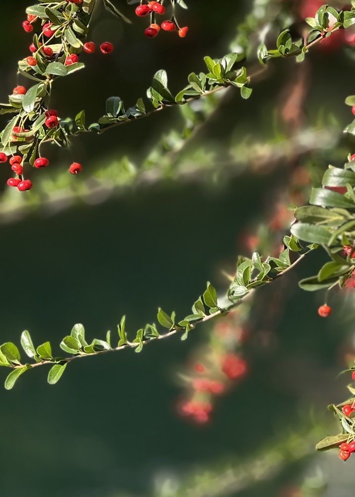 Photograph by Елена Квинт