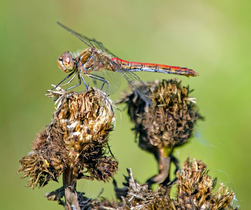 Photograph by Любовь Бусова