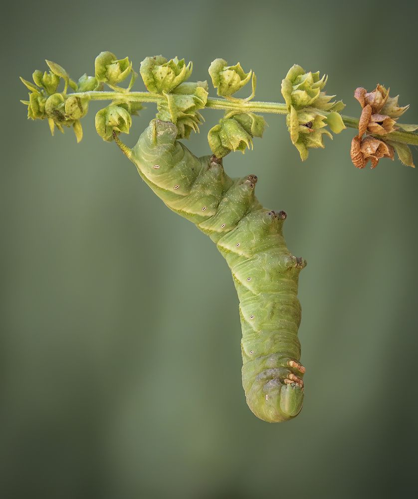 Photograph by Mario Fiorucci