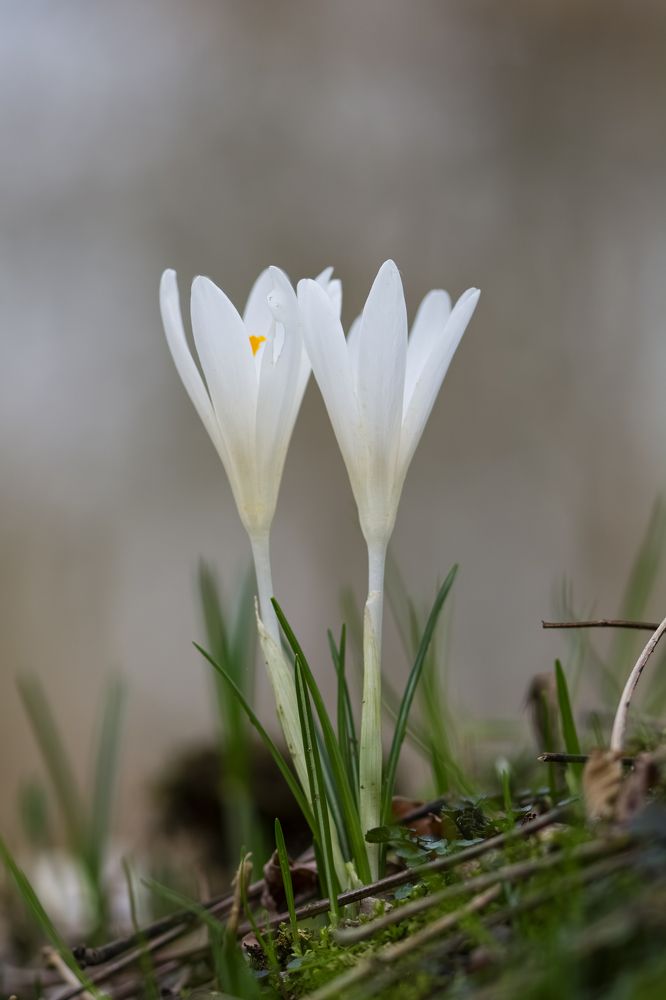 Photograph by Camilla Zocchi