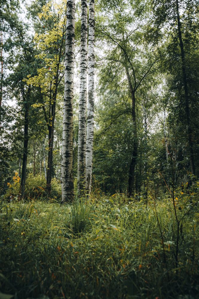 Фотография автора Павел Арсеев