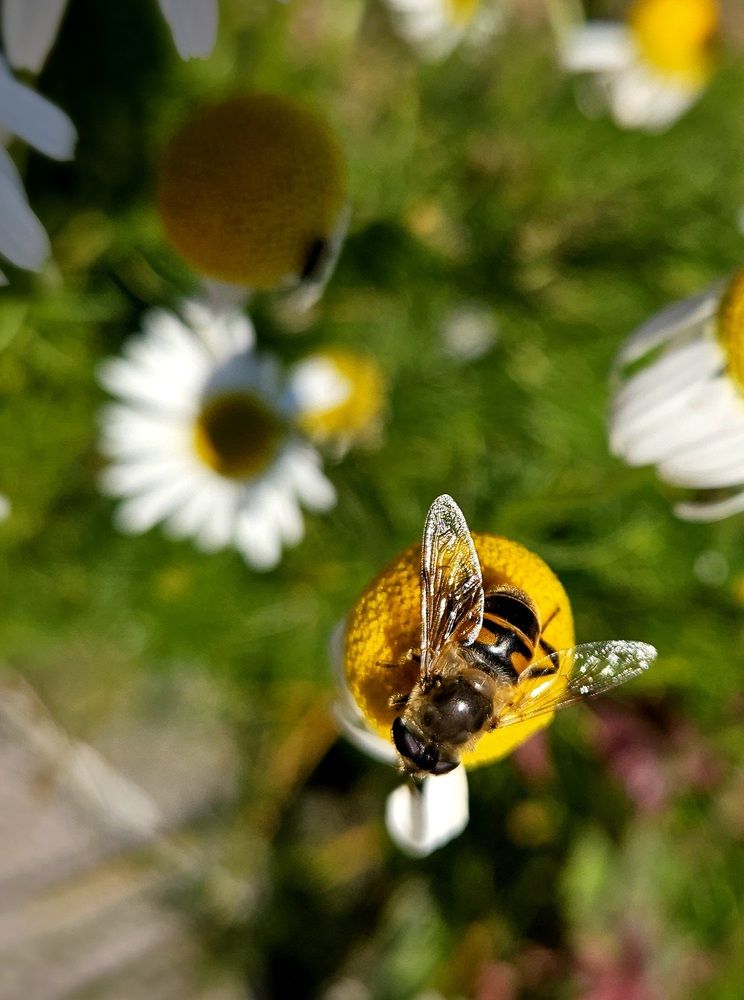 Photograph by Эльвира