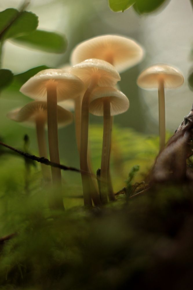 в тени леса / in the shadows of woods