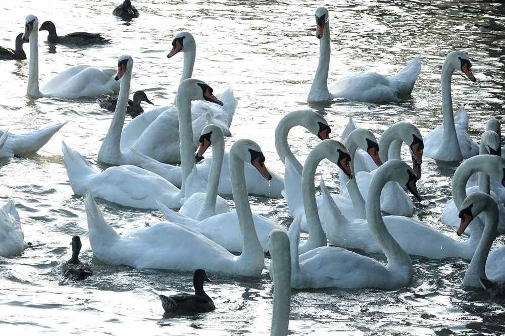 Photograph by jelena konickaja