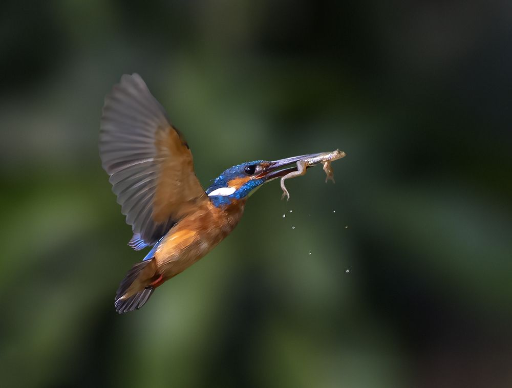 Kingfisher and frog