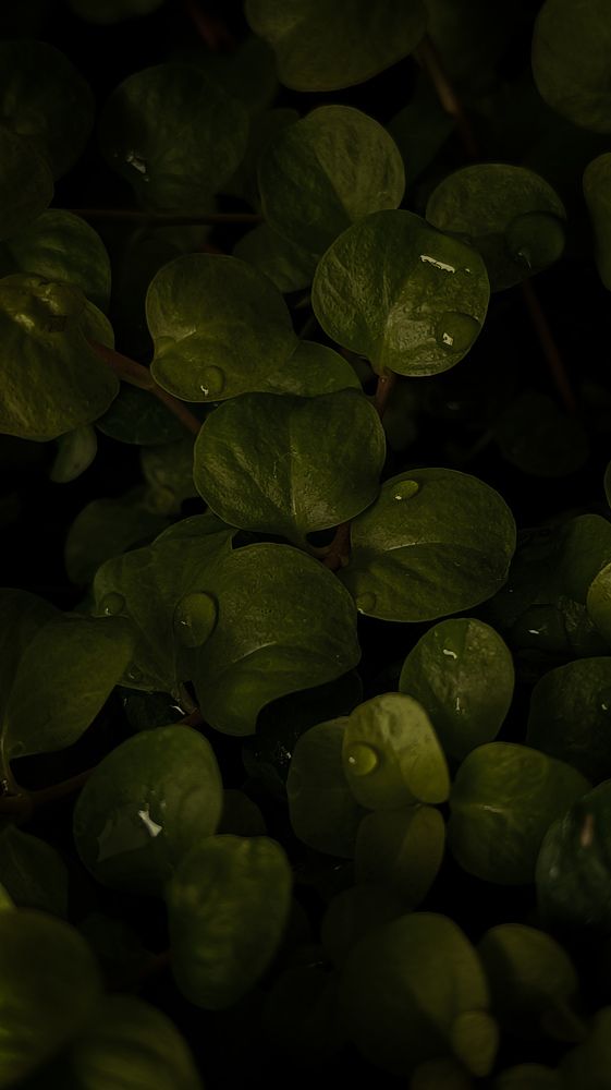 Фотография автора Ольга Кунакова