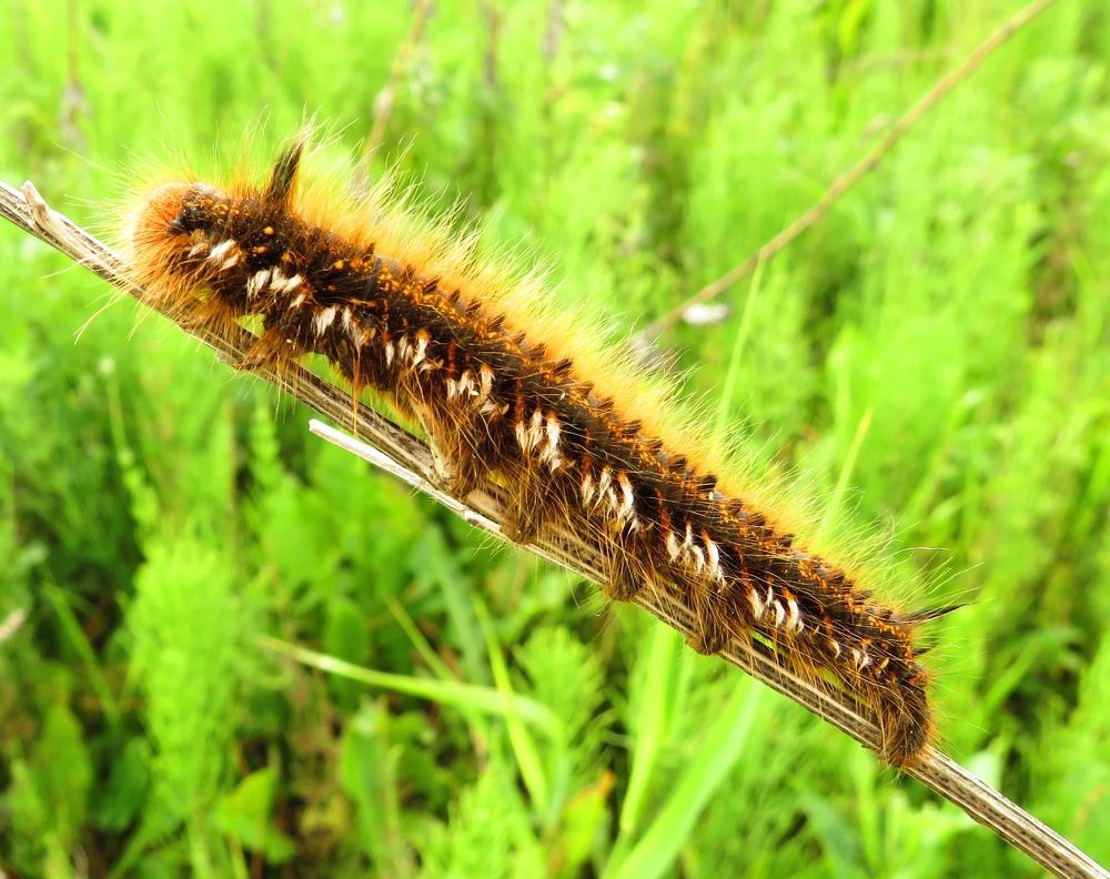 Взбираясь по веточке