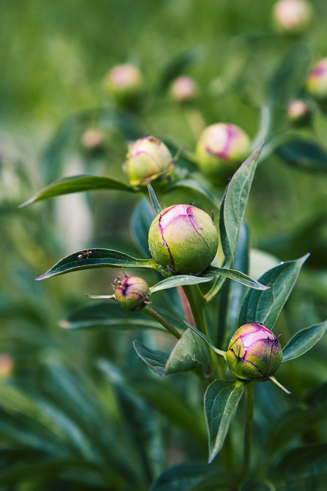 Фотография автора Елена Разина