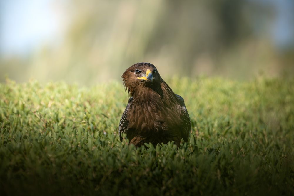 Greater Steppe Eagle