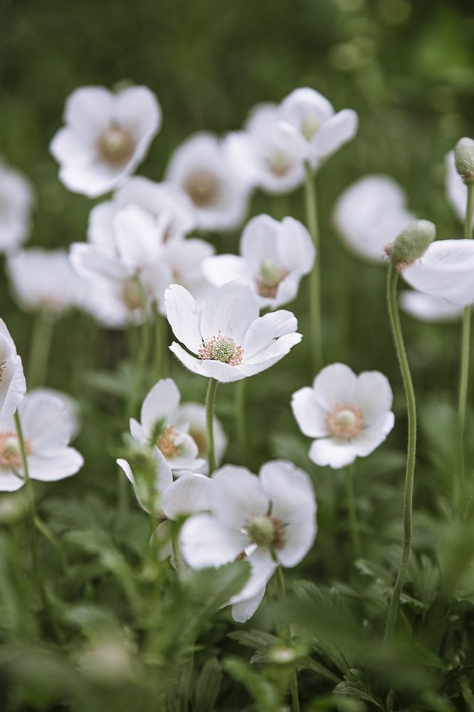 Фотография автора Елена Разина