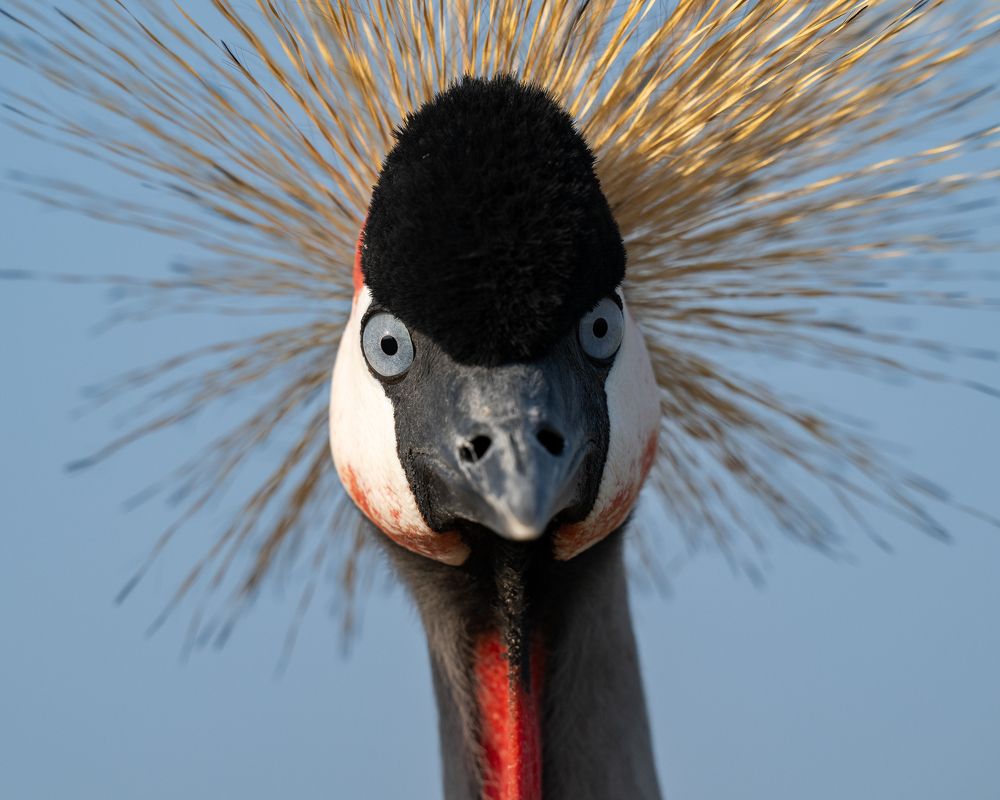 Funny grey crowned crane