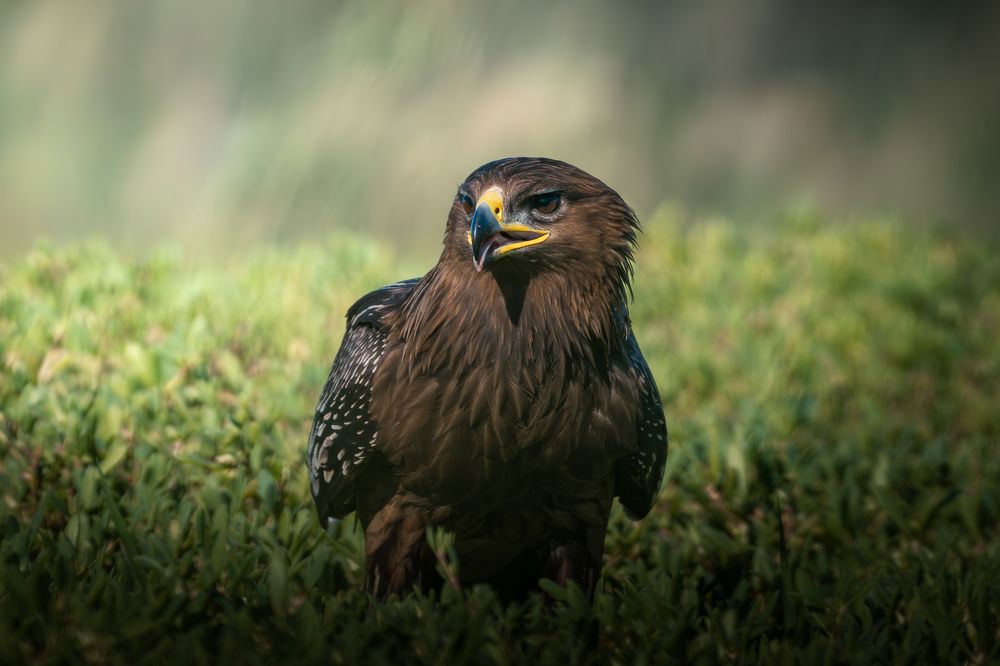Greater Steppe Eagle