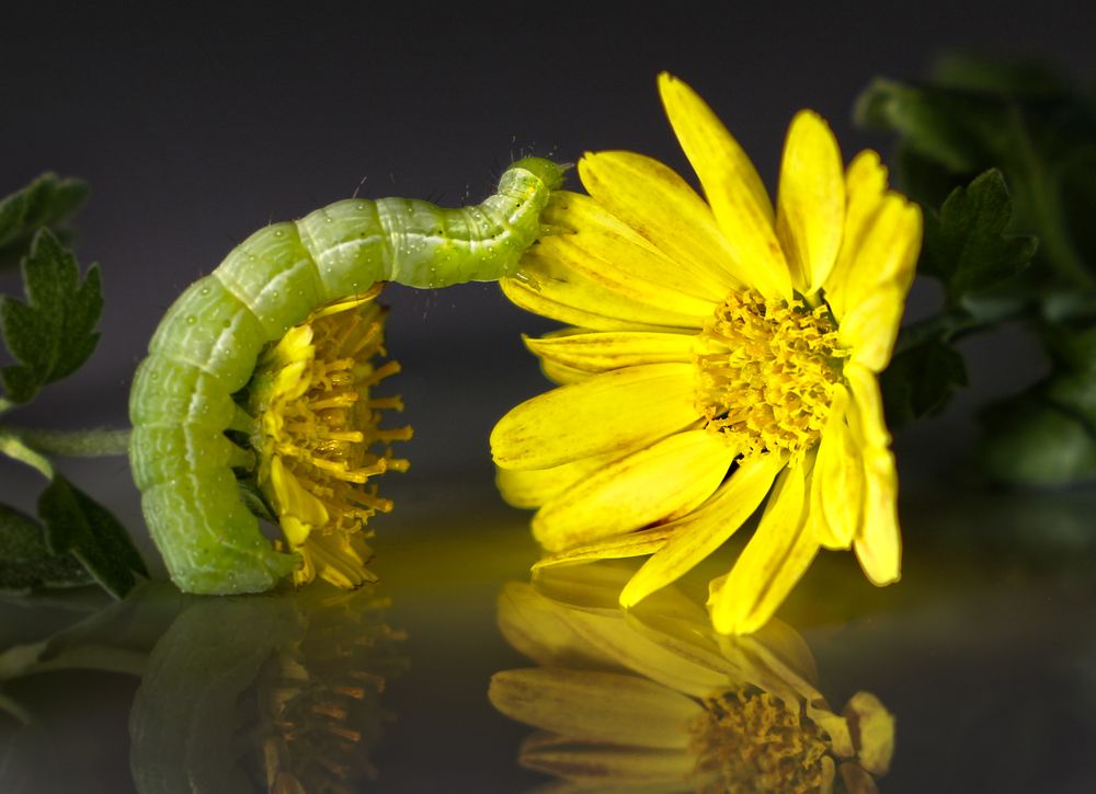 Photograph by reza haghjooy