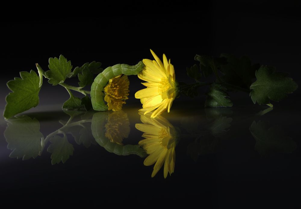 Photograph by reza haghjooy