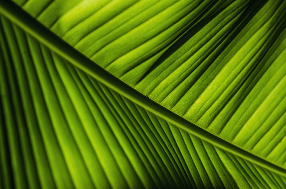 Photograph by Dibyajyoti Nath