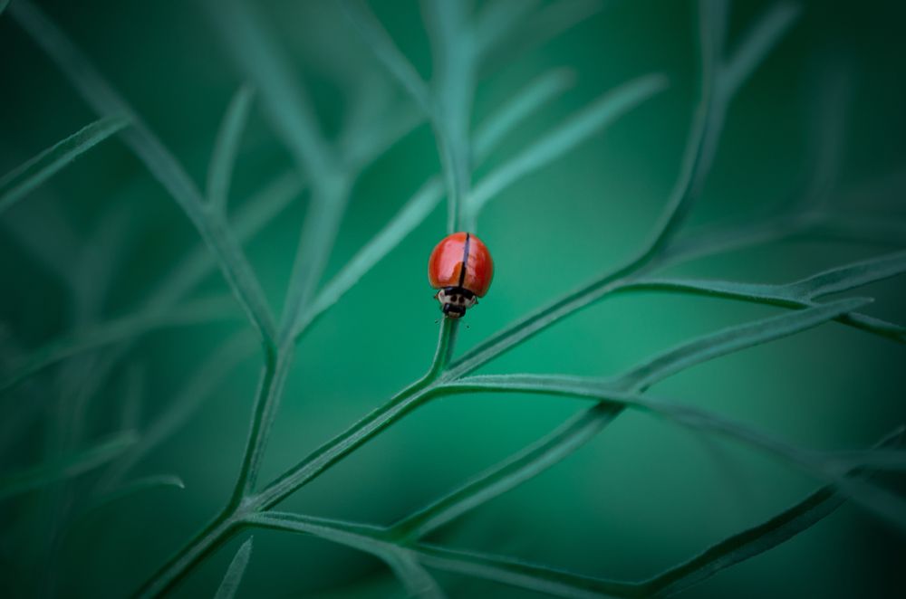 Photograph by Dibyajyoti Nath