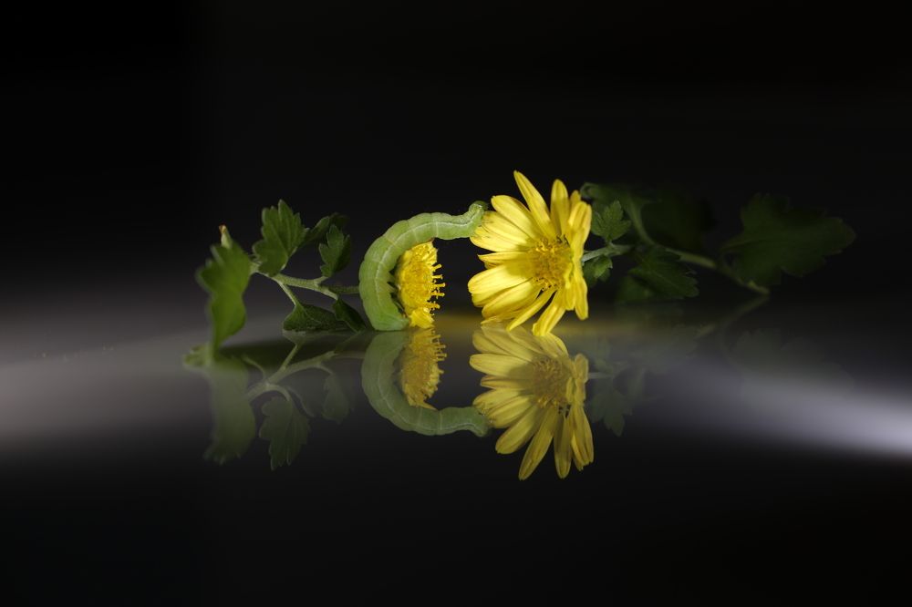 Photograph by reza haghjooy