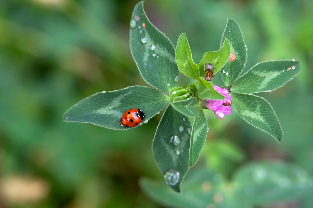 Photograph by Ирина Рябоконь