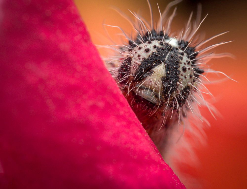 Photograph by Talha Maqsood