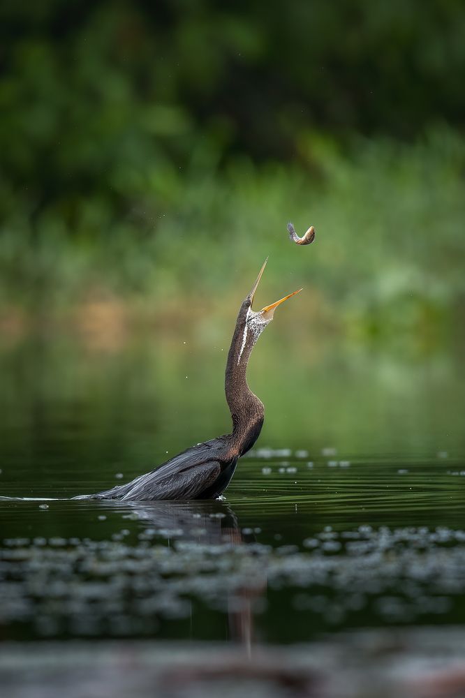 Photograph by Mineth Vismitha