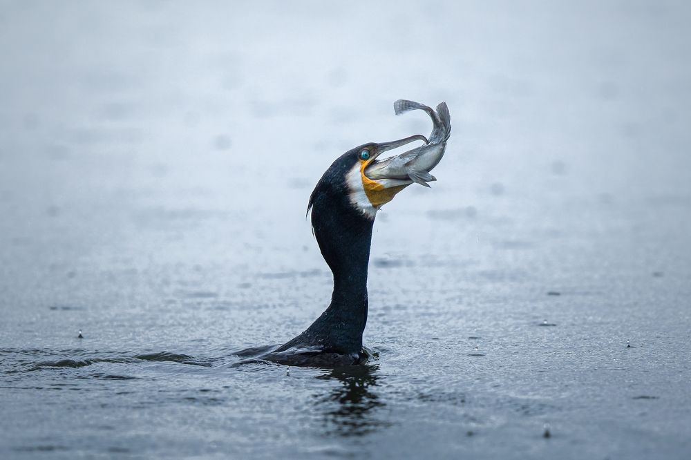 Photograph by Mineth Vismitha