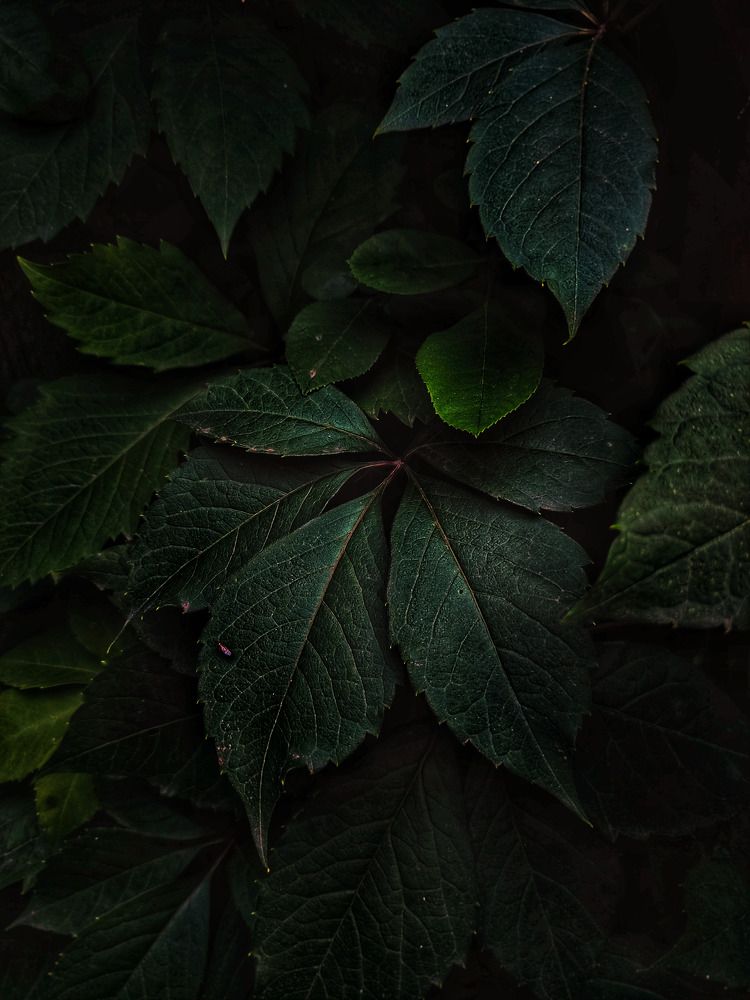 Photograph by Евгения Кинжакова