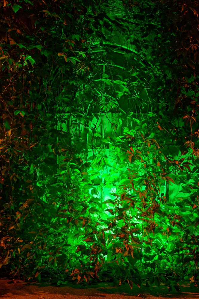 Зелёное на красном