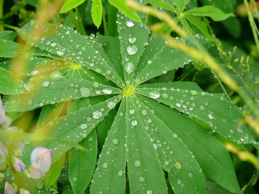 После дождя.