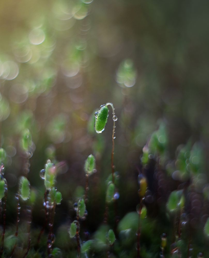 Photograph by Евгения Кинжакова