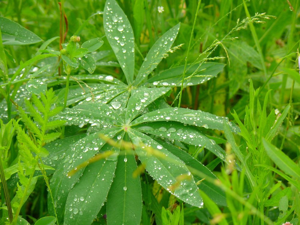 Фотография автора Анатолий Борисов