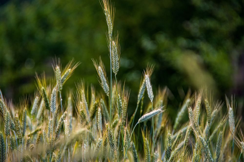 Зреет колос.