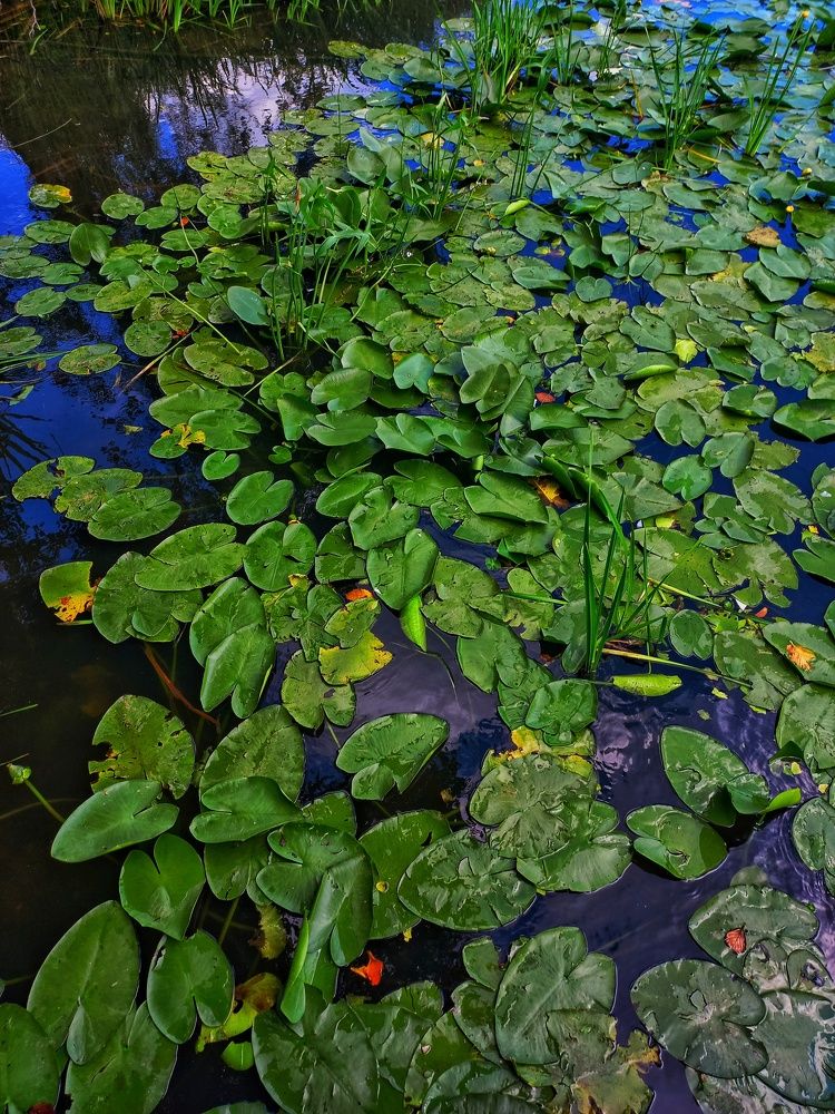 Photograph by Марина Егорова