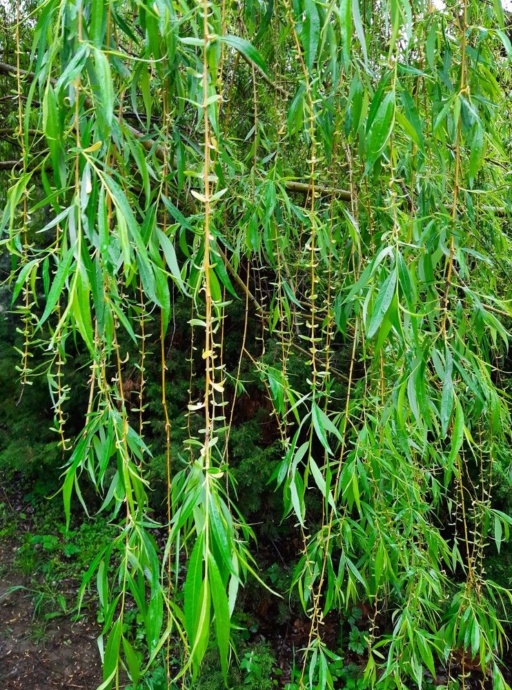 Photograph by Галина Глазкова