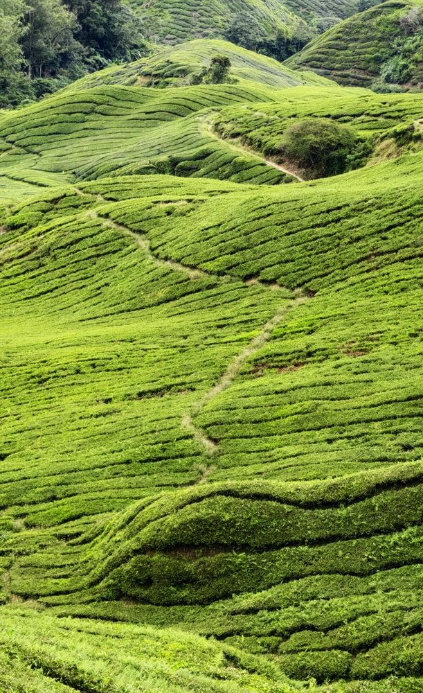 Фотография автора Светлана Зимина