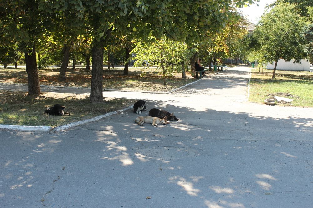 Photograph by Светлана Зотова